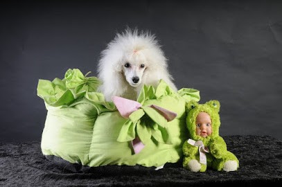 A l'eau les chiens salon de toilettage et centre de formation, Toiletteur pour Animaux à Graulhet