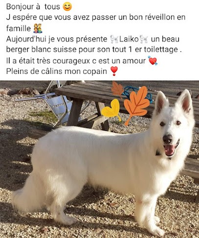 Toutou De Luxe, Toiletteur pour Animaux à Vaïssac