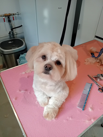 Breizh Canin Toiletteur Pour Animaux à Nivillac