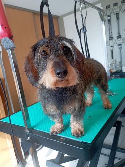 So Happy Dog, Toiletteur pour Animaux à Créances
