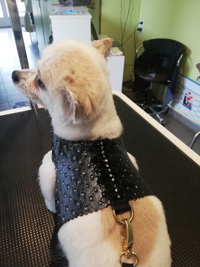 DOGS AND CO TOILETTAGE, Toiletteur pour Animaux à Évreux