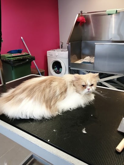 Boule de Poils, Toiletteur pour Animaux à Landerneau