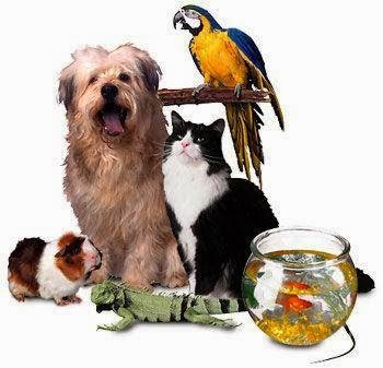 Guard Pets Perpignan, Toiletteur pour Animaux à Perpignan