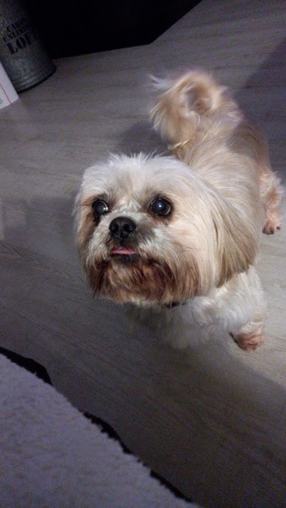 Toutou Mouss', Toiletteur pour Animaux à Périgueux