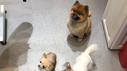 Hollywood Dogs Neuilly-sur-Seine, Toiletteur pour Animaux à Neuilly-sur-Seine