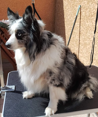 Poils De Bien-Être Toiletteur Pour Animaux à Saleilles