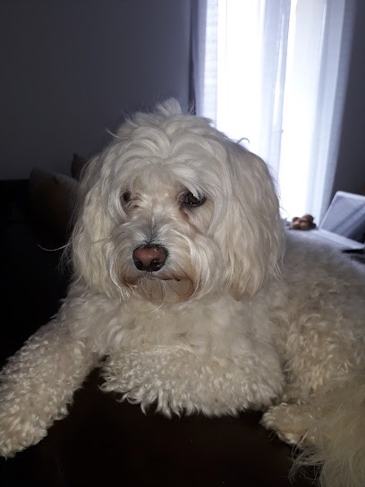 Au Bonheur des Dogs, Toiletteur pour Animaux à Bourges