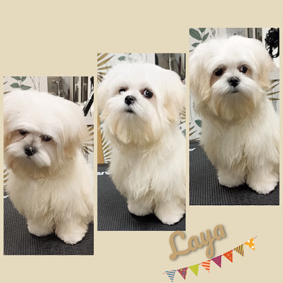 Boucles Dog, Toiletteur Pour Animaux à Grand Bourgtheroulde