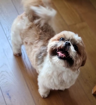 Toilettage à Domicile Adomicil'dog, Toiletteur pour Animaux à Strasbourg