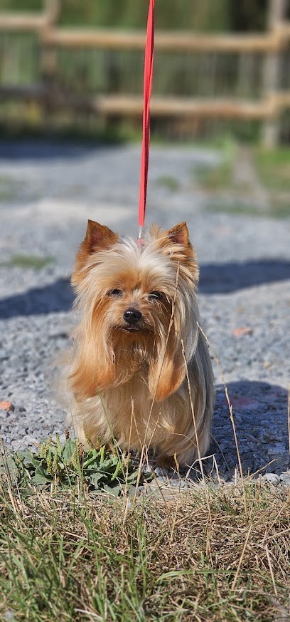 Toilettage Du Domaine Des Airaudes, Toiletteur pour Animaux à Saint-Urbain