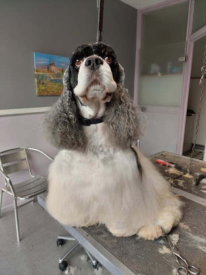 Caniche et Carlin, Toiletteur pour Animaux à Bourg-en-Bresse