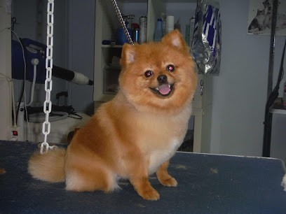 Genon Patricia, Toiletteur pour Animaux à Monéteau