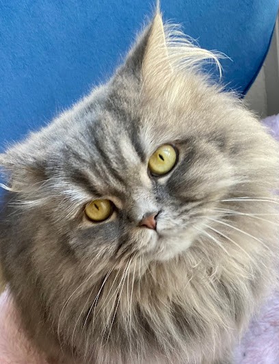 CATHY TOILETTAGE, Toiletteur pour Animaux à Canteleu