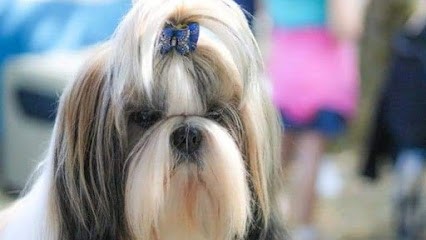 L'esthétichien, Toiletteur pour Animaux à Vayres