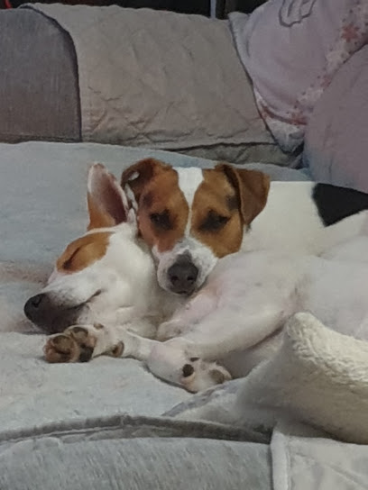 Prop'toutous, Toiletteur Pour Animaux à Cassagne