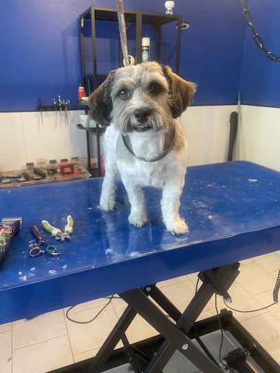 Céline & Friends Toiletteur Pour Animaux à Tocane-Saint-Apre