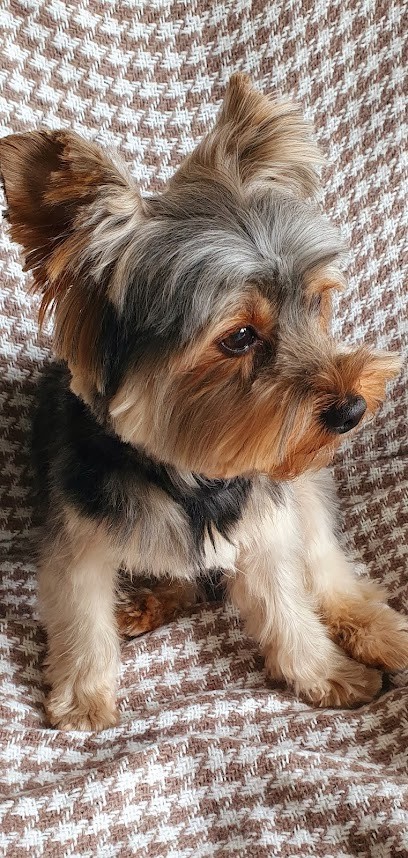 A L'Elégance Canine, Toiletteur pour Animaux à Clisson