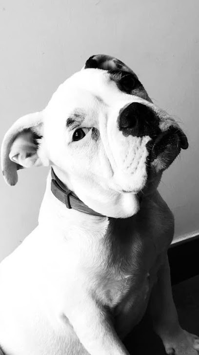 Le Scooby Doux, Toiletteur pour Animaux à Port-Vendres