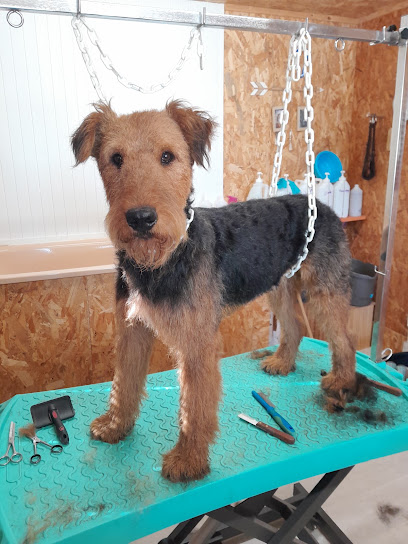 A Mi Chien Mi Chat, Toiletteur Pour Animaux à Saint-Loup-Géanges