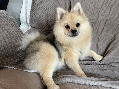 Cani'Star - By Norman & Gustav, Toiletteur pour Animaux à Luxeuil-les-Bains