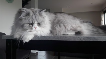 Verson Toilettage, Toiletteur pour Animaux à Verson