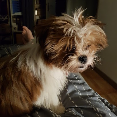 Toilettage à Domicile Doggy Fun, Toiletteur pour Animaux à Agde