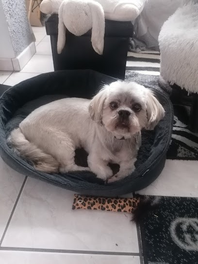 Toutou Propre, Toiletteur pour Animaux à Roanne