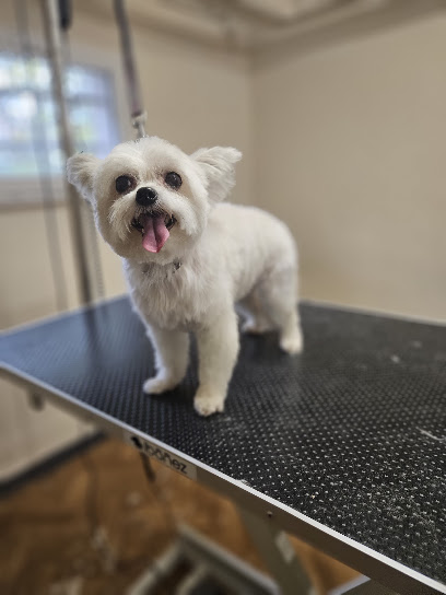 Au Bien Etre Des Poilus Toiletteur Pour Animaux à Haguenau