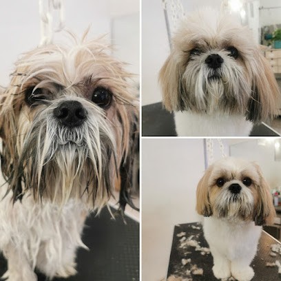 O'Poils Démêlés, Toiletteur pour Animaux à Nice