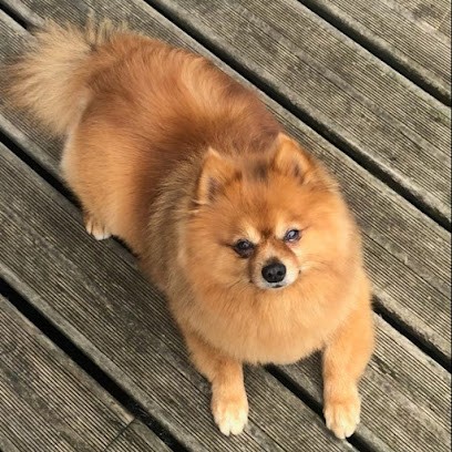 Couaf'Dog, Toiletteur pour Animaux à Séméac