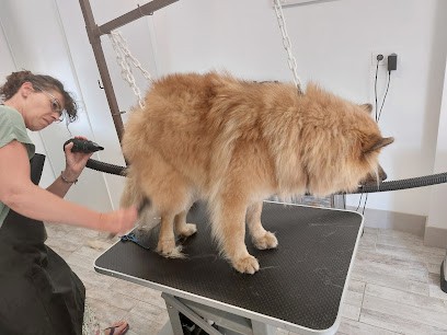Au Jardin Canin, Toiletteur pour Animaux à Cusset