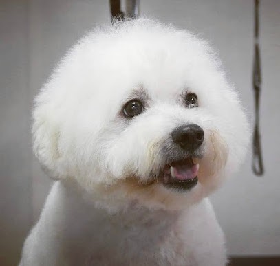 Bichonne Moi Toilettage, Toiletteur pour Animaux à La Teste-de-Buch