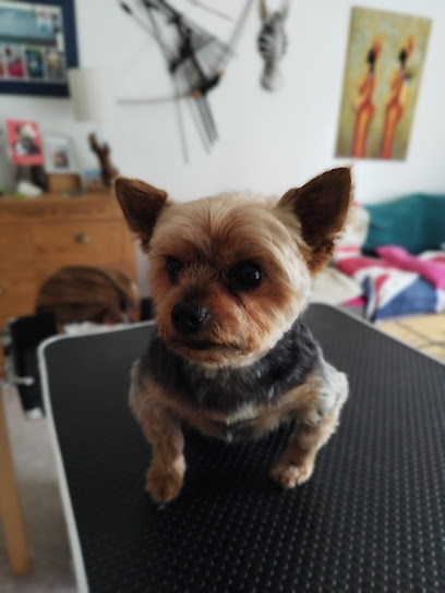 Tout Pour Nos Poilus - Toiletteur Chiens&Chats Toiletteur Pour Animaux à Barlin