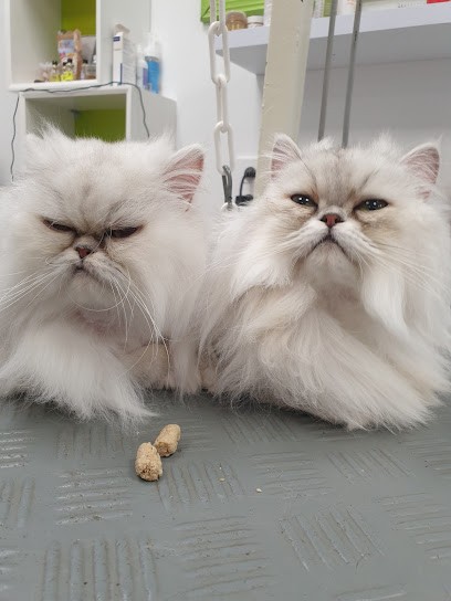 The Cute Dog, Toiletteur pour Animaux au Coudray