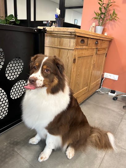 La Patte D'Indiana Reims, Salon De Toilettage, Praticienne En Massage Canin., Toiletteur pour Animaux à Saint-Brice-Courcelles