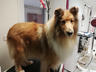Au Look Canin, Toiletteur pour Animaux à Saint-Pierre-en-Auge