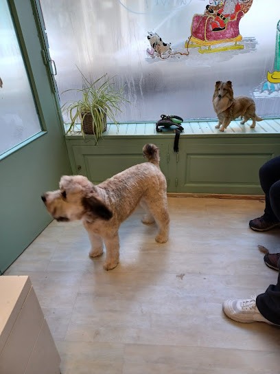Au Chien Chic, Toiletteur pour Animaux à Réalmont