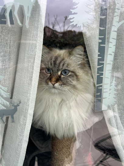 Mél K'ouaf, Toiletteur pour Animaux à Roissy-en-Brie