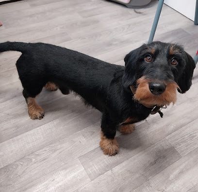 Les P'tits Poilus Toiletteur Pour Animaux à Thury