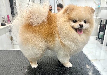 Dog’s Land Toilettage Nice, Toiletteur pour Animaux à Nice