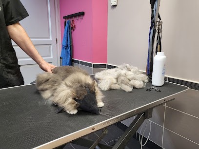 Patte de velours, Toiletteur pour Animaux à Brillon