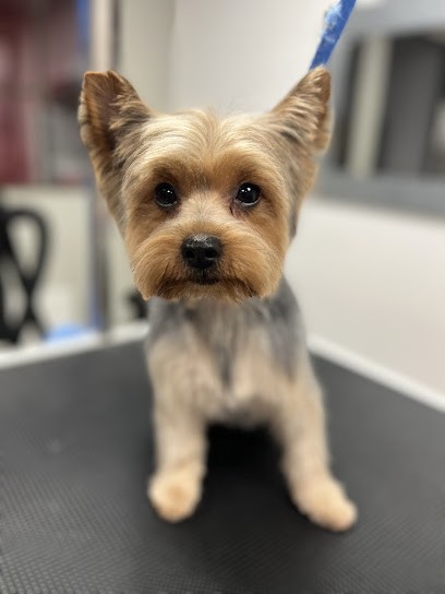 Les Aristopatt's Toilettage Canin Et Félin, Toiletteur pour Animaux à Tournus