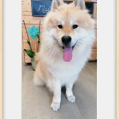 CHIC'OS, Toiletteur pour Animaux à Argentan