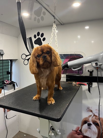 Coifftoutou, Toiletteur pour Animaux à Ploeuc-L'Hermitage