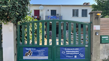 Toilettage Holistique Canin Et Félin Toiletteur Pour Animaux à Orange