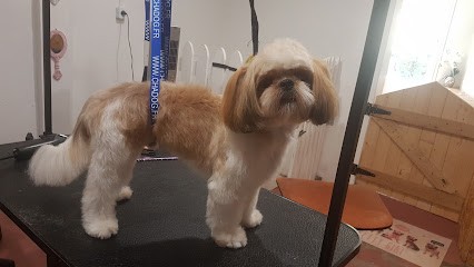 Dog's Garden Salon De Toilettage, Toiletteur pour Animaux à Romans-sur-Isère