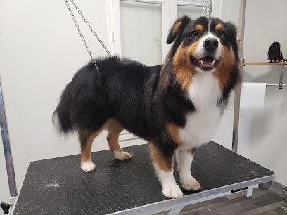 Manifi'chien, Toiletteur pour Animaux à Sablé-sur-Sarthe