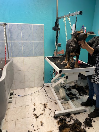 L Eden Canin, Toiletteur pour Animaux à Breilly