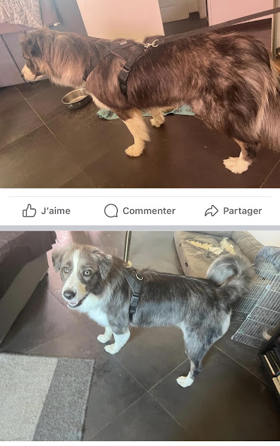 Thyf Aux Poils, Toiletteur Pour Animaux à Villegailhenc