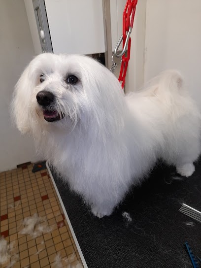 Pattes à Plouff, Toiletteur pour Animaux à Plouénan